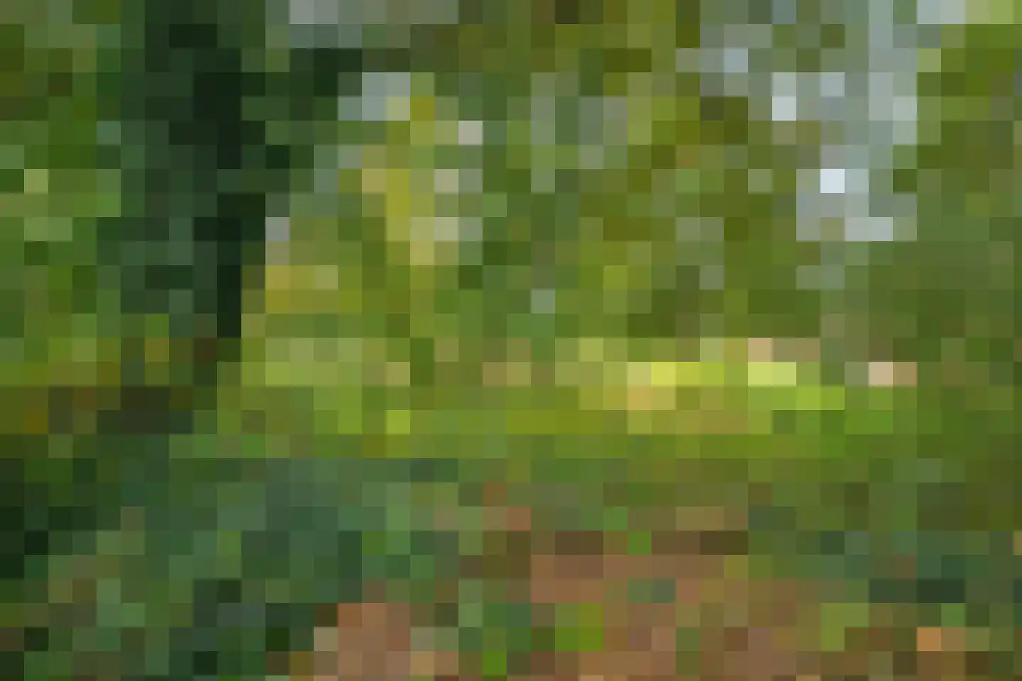 Zwanebloem 23 Eelde thumbnail 58