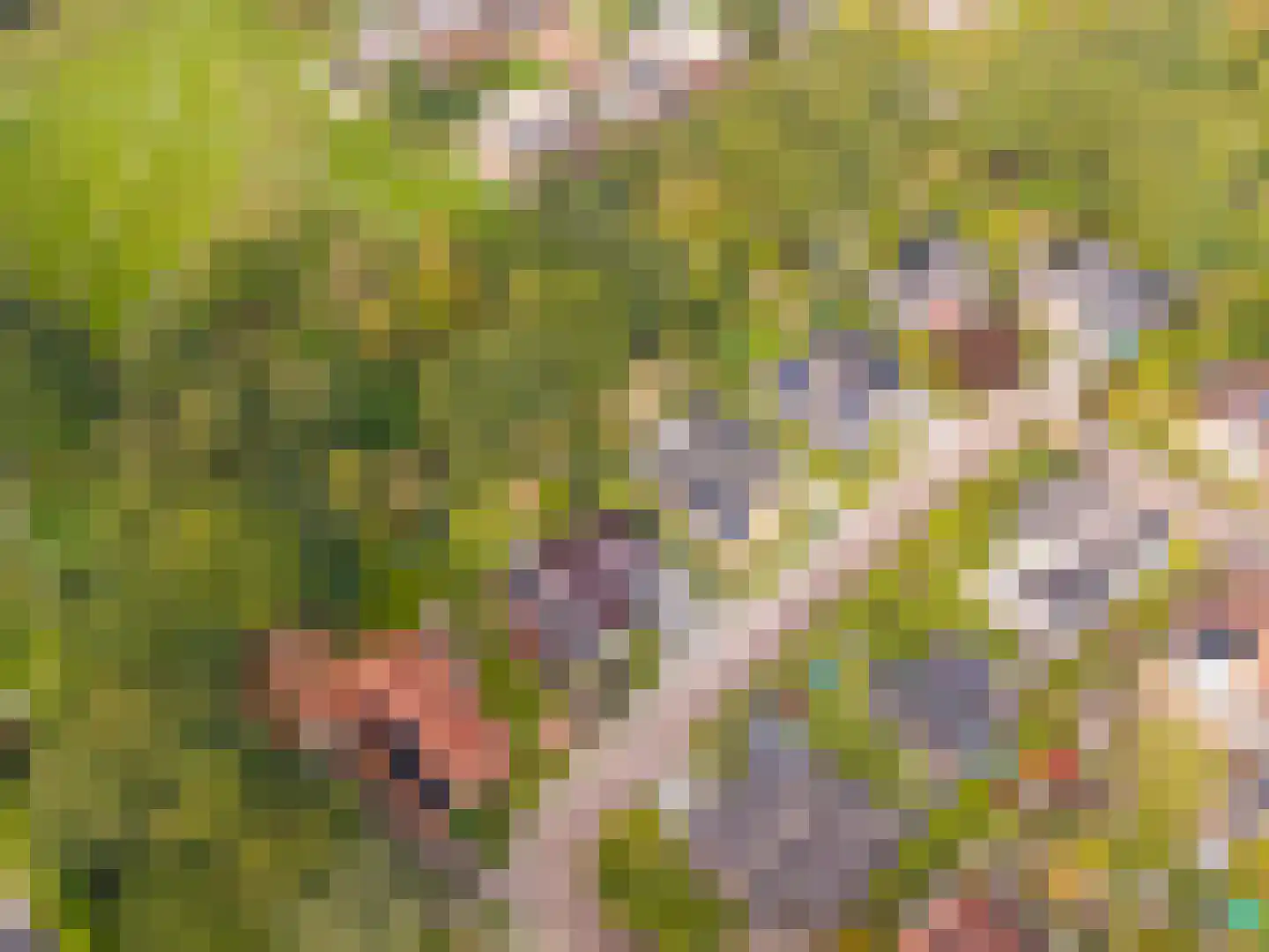 Zwanebloem 23 Eelde thumbnail 67