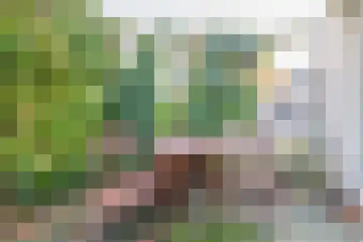 Zwanebloem 23 Tegelen thumbnail 13