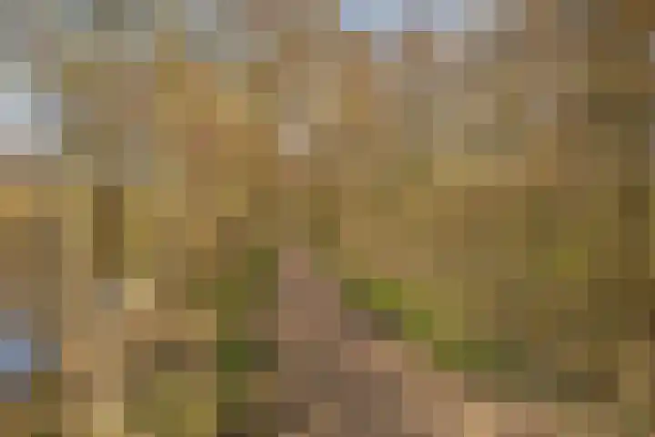 Zwanebloem 24 Den Hoorn thumbnail 35