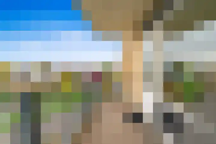 Zwanebloem 24 Den Hoorn thumbnail 4