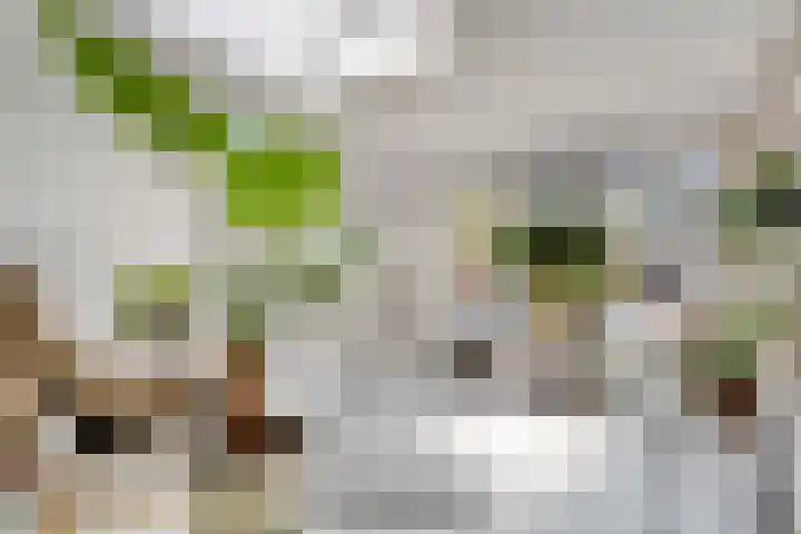Zwanebloem 27 Zwaag thumbnail 10
