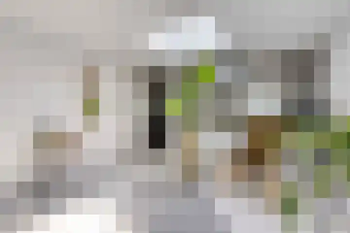 Zwanebloem 27 Zwaag thumbnail 11