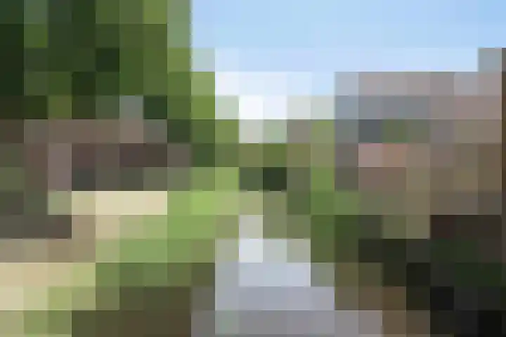 Zwanebloem 27 Zwaag thumbnail 33