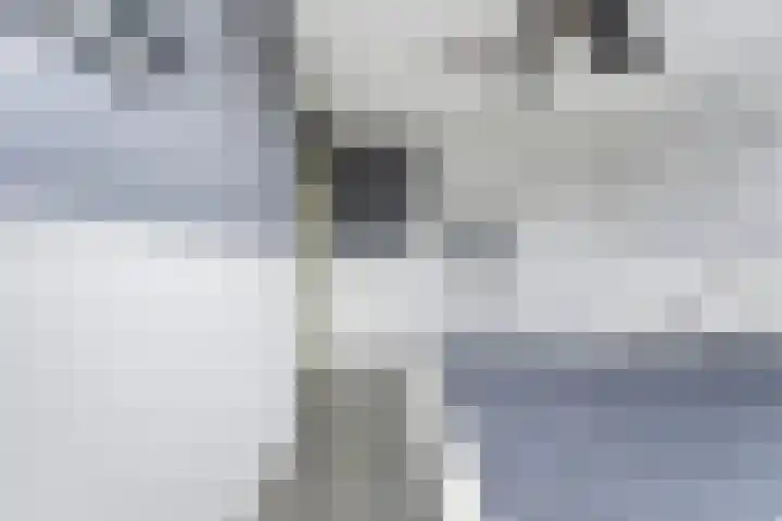 Zwanebloem 29 Alblasserdam thumbnail 24