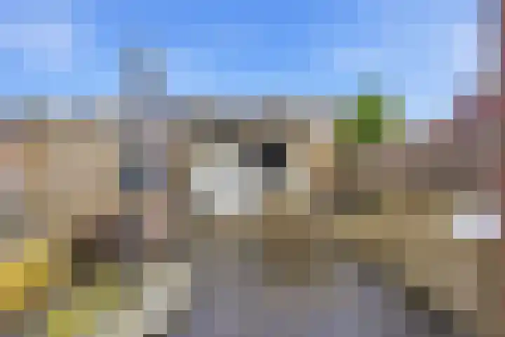 Zwanebloem 29 Alblasserdam thumbnail 38