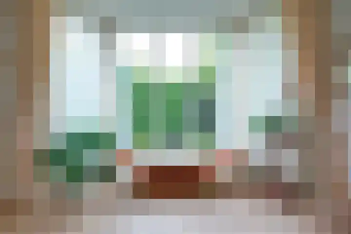 Zwanebloem 32 Hoogeveen thumbnail 19