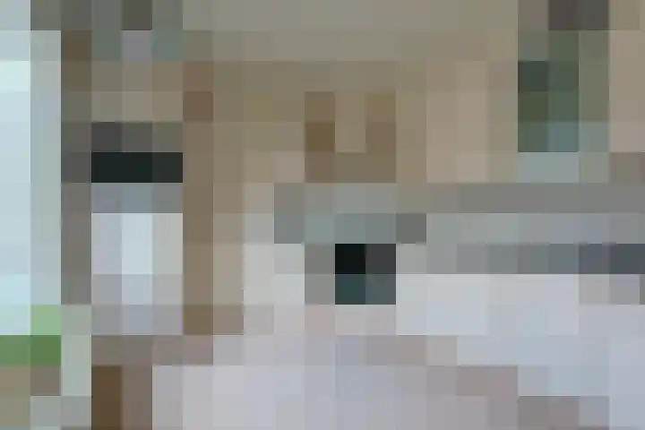 Zwanebloem 32 Hoogeveen thumbnail 24