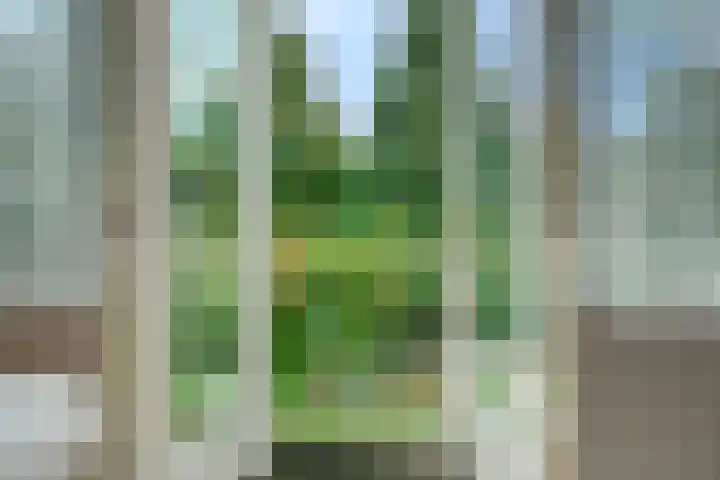 Zwanebloem 32 Hoogeveen thumbnail 36