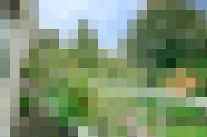 Zwanebloem 32 Hoogeveen thumbnail 37