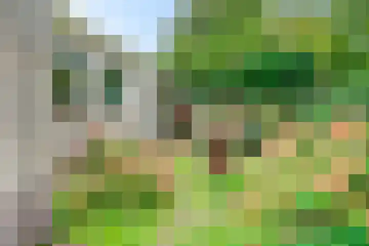 Zwanebloem 32 Hoogeveen thumbnail 50