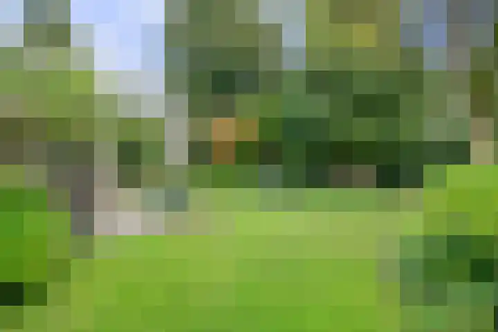 Zwanebloem 32 Hoogeveen thumbnail 52