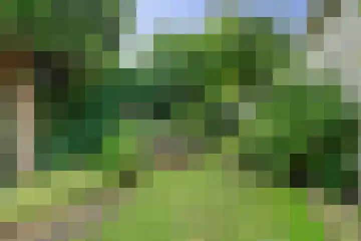 Zwanebloem 32 Hoogeveen thumbnail 55