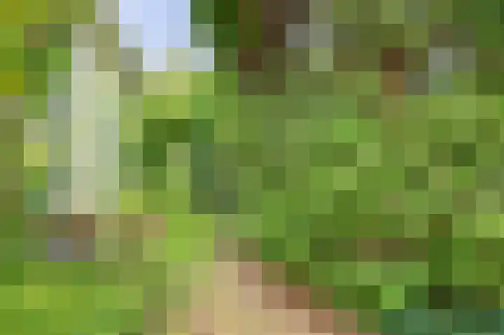 Zwanebloem 32 Hoogeveen thumbnail 56
