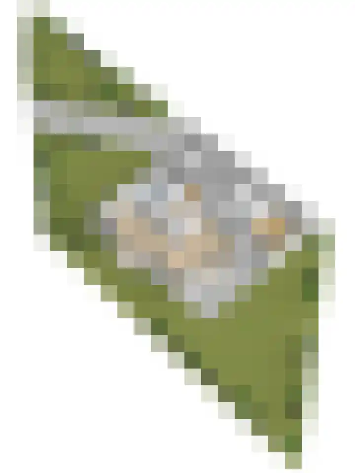 Zwanebloem 32 Hoogeveen thumbnail 69