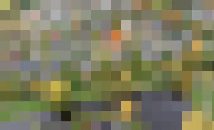 Zwanebloem 32 Hoogeveen thumbnail 8