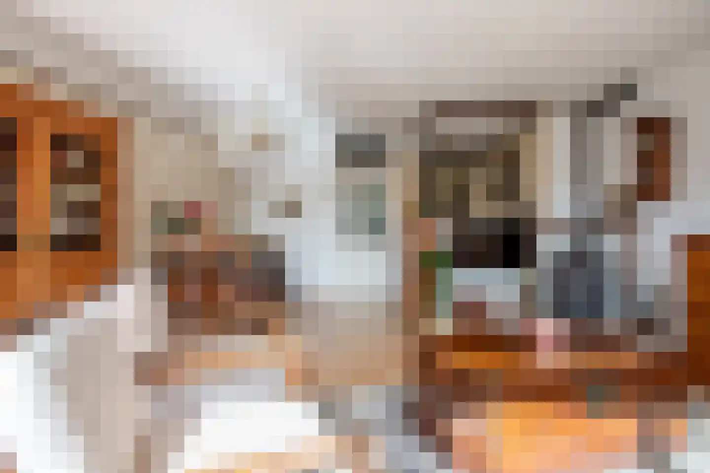 Zwanebloem 34 Reeuwijk thumbnail 12