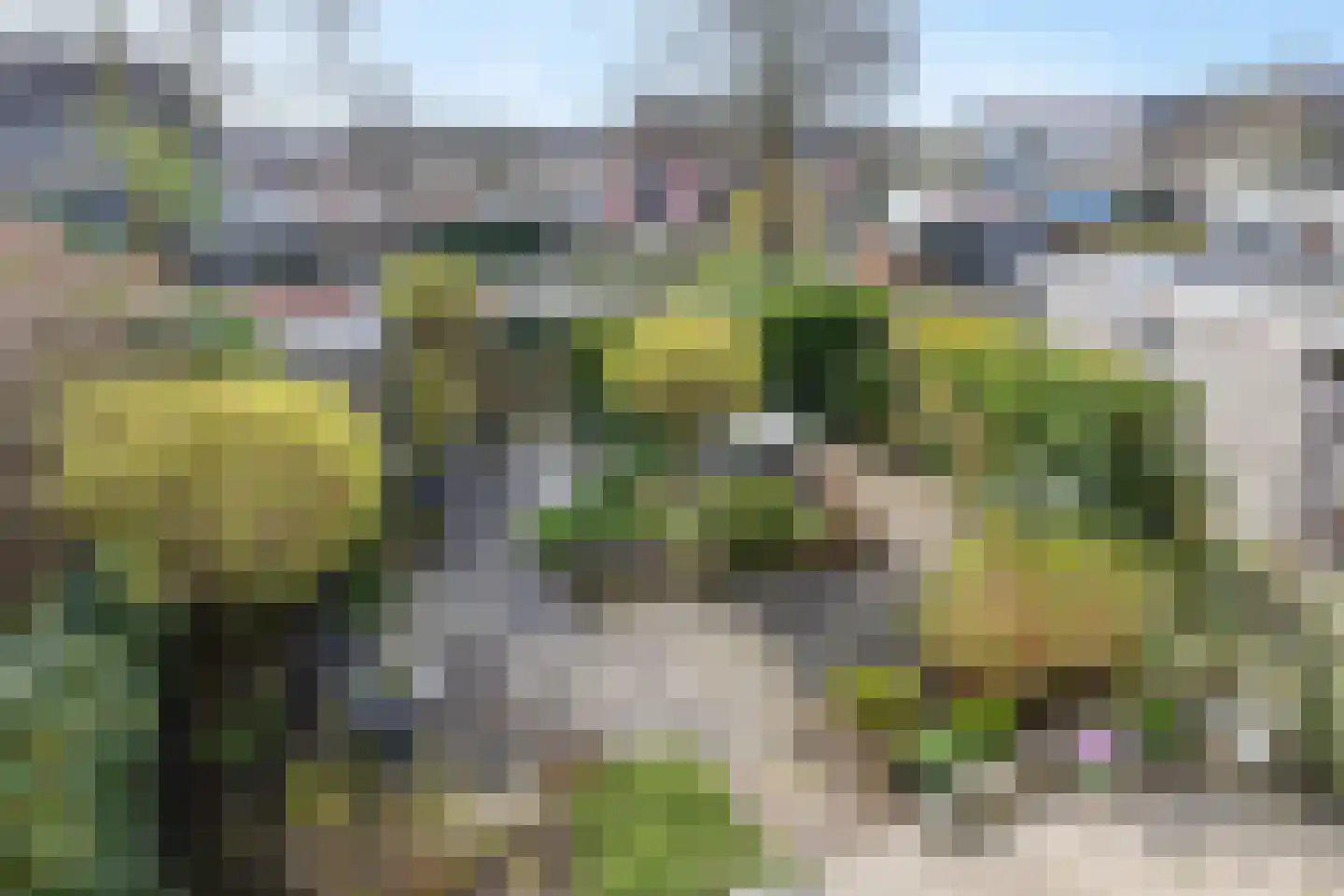 Zwanebloem 34 Reeuwijk thumbnail 27