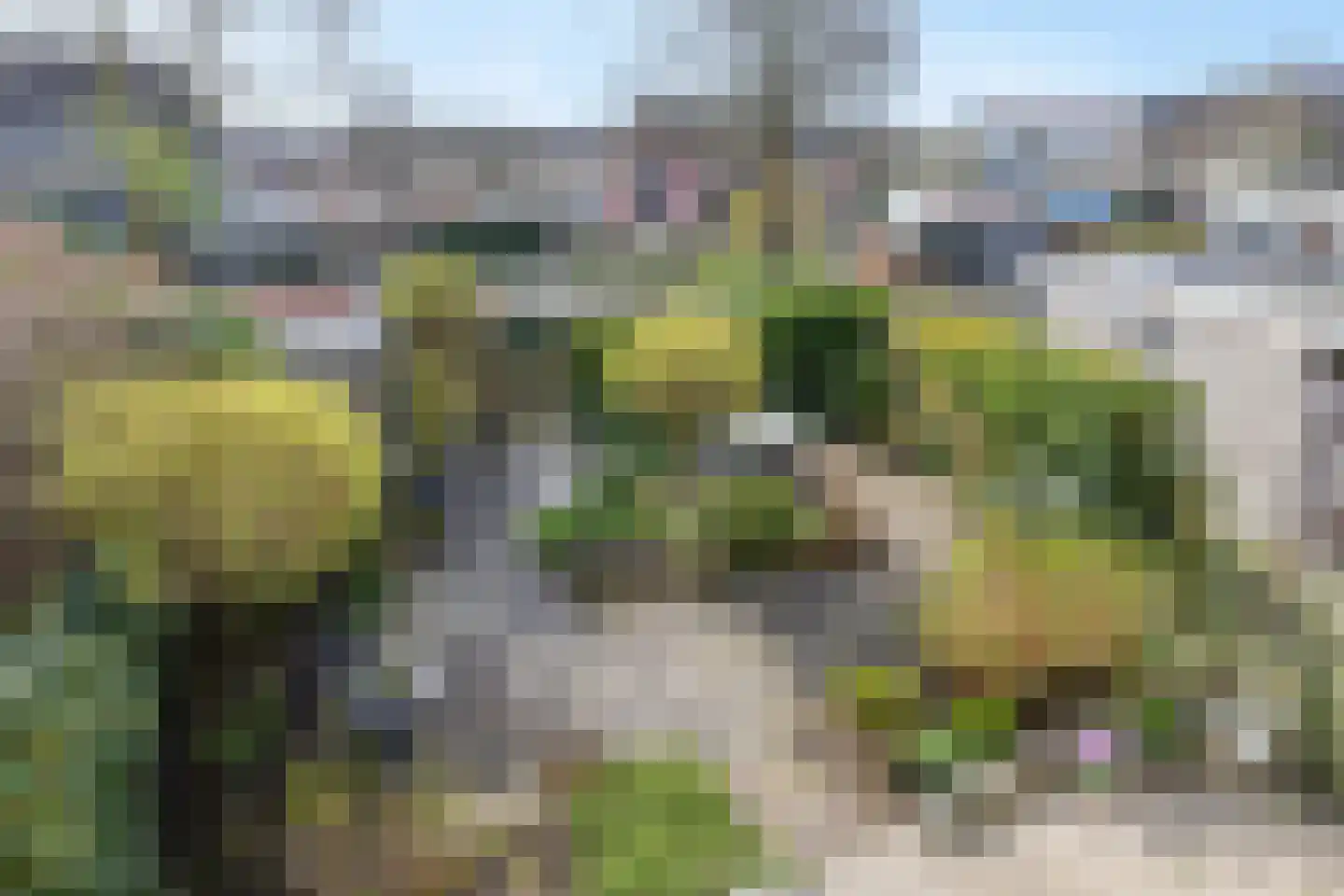 Zwanebloem 34 Reeuwijk thumbnail 27