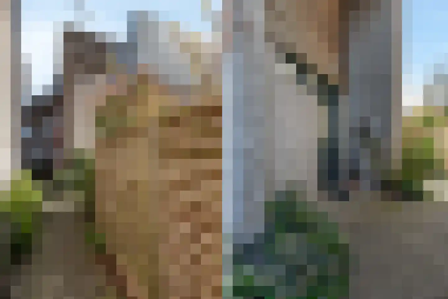 Zwanebloem 34 Reeuwijk thumbnail 7