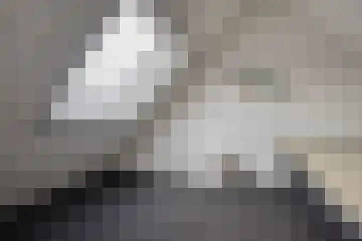 Zwanebloem 36 Zwaag thumbnail 28