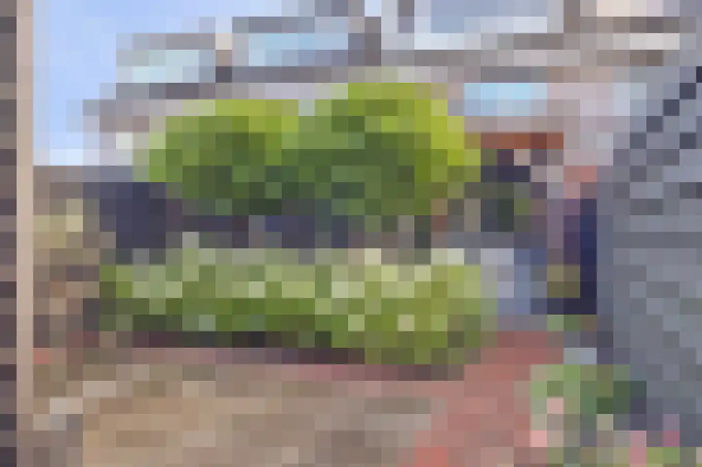 Zwanebloem 4 Abbekerk thumbnail 20