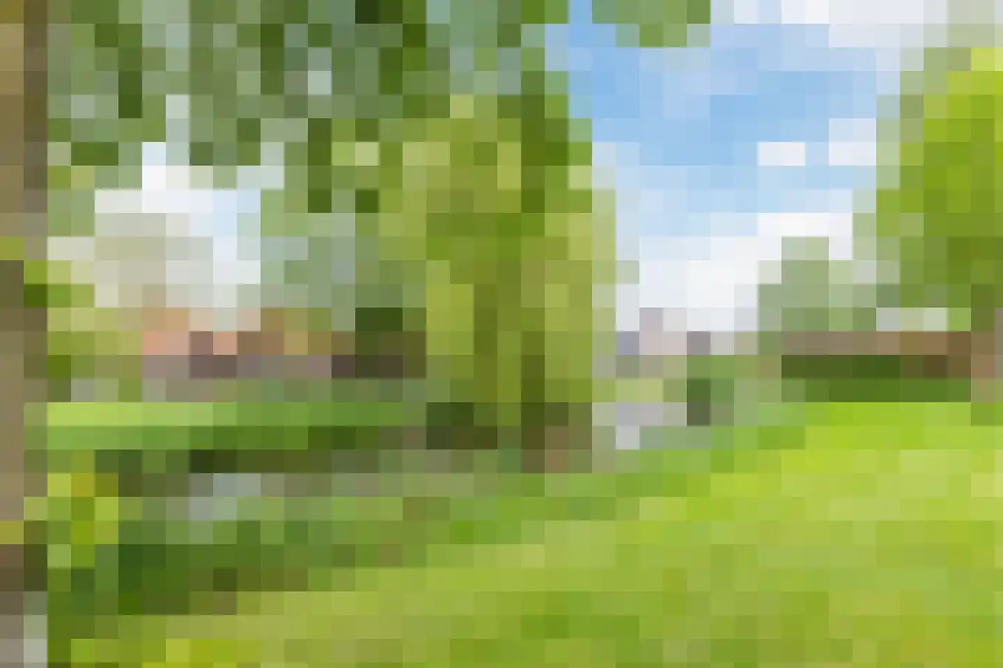 Zwanebloem 4 Bodegraven thumbnail 40