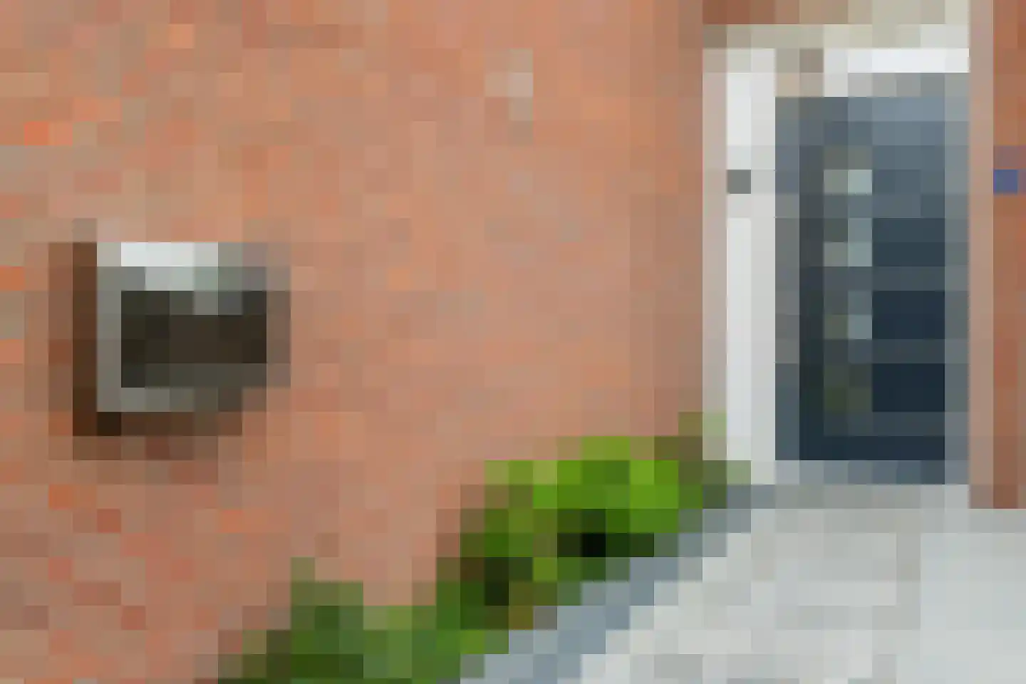 Zwanebloem 4 Bodegraven thumbnail 7