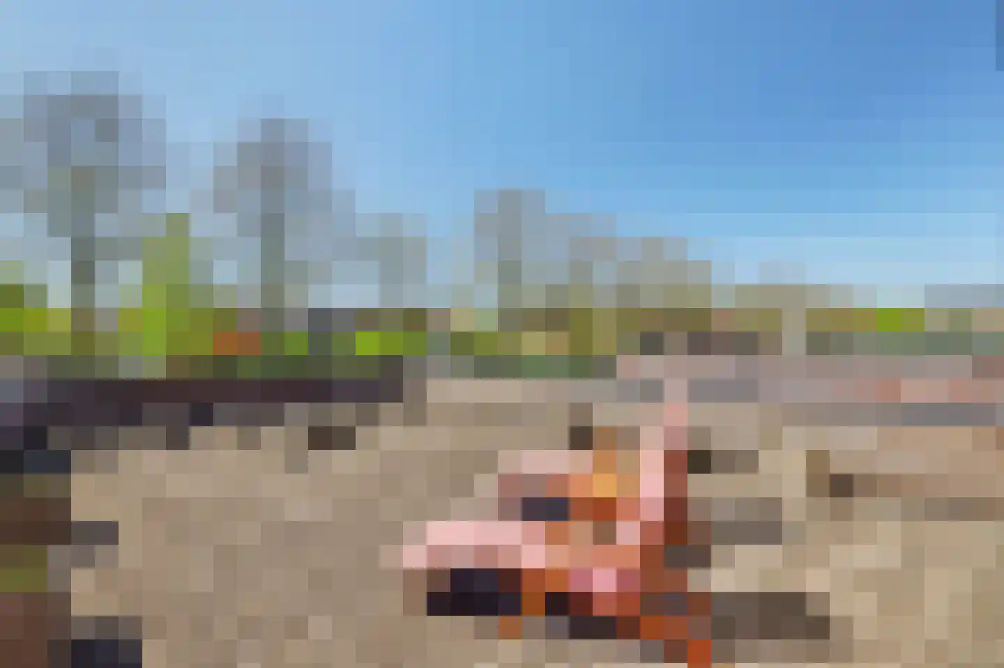 Zwanebloem 4 Hendrik-Ido-Ambacht thumbnail 61