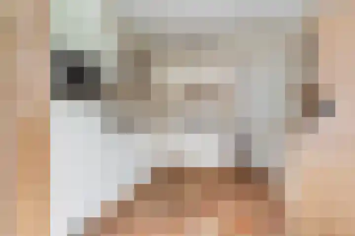 Zwanebloem 4 Kollum thumbnail 16