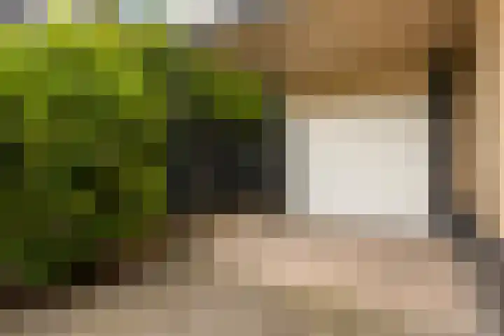 Zwanebloem 4 Kollum thumbnail 33