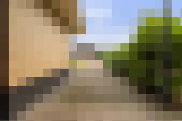 Zwanebloem 4 Kollum thumbnail 34