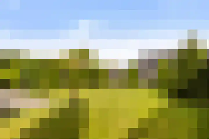 Zwanebloem 4 Kollum thumbnail 4