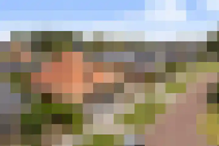 Zwanebloem 4 Kollum thumbnail 45
