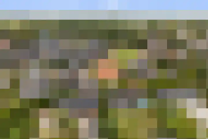 Zwanebloem 4 Kollum thumbnail 47
