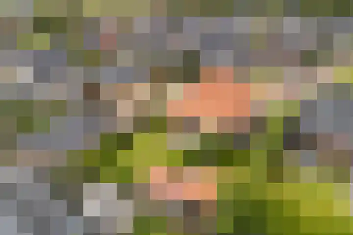 Zwanebloem 4 Kollum thumbnail 6