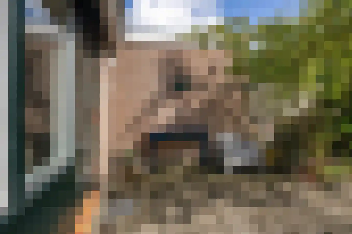 Zwanebloem 44 Zwaag thumbnail 20