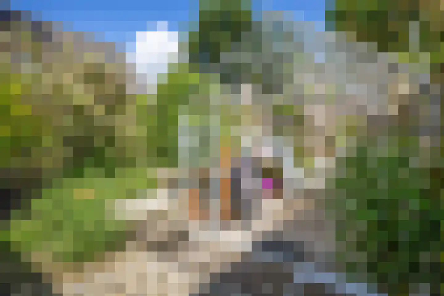 Zwanebloem 44 Zwaag thumbnail 25