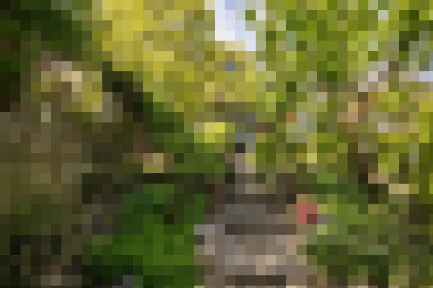 Zwanebloem 45 Zwaag thumbnail 22