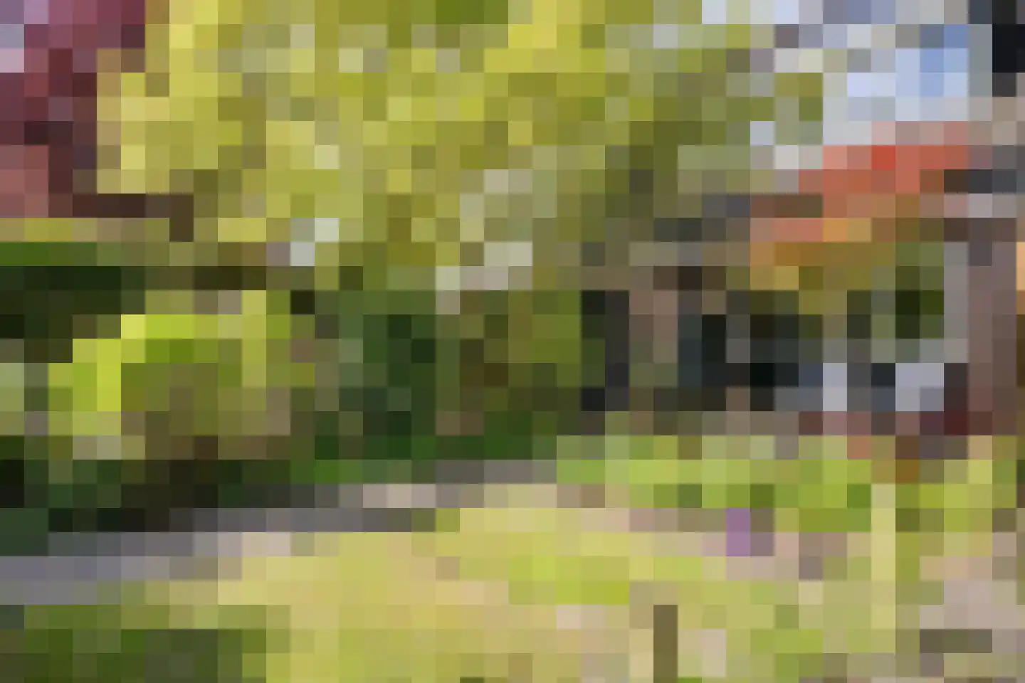 Zwanebloem 45 Zwaag thumbnail 23