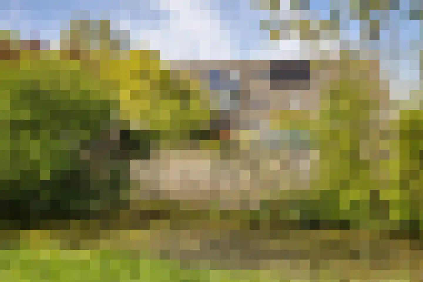 Zwanebloem 45 Zwaag thumbnail 24