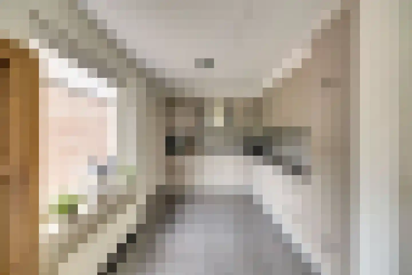 Zwanebloem 62 Swifterbant thumbnail 12