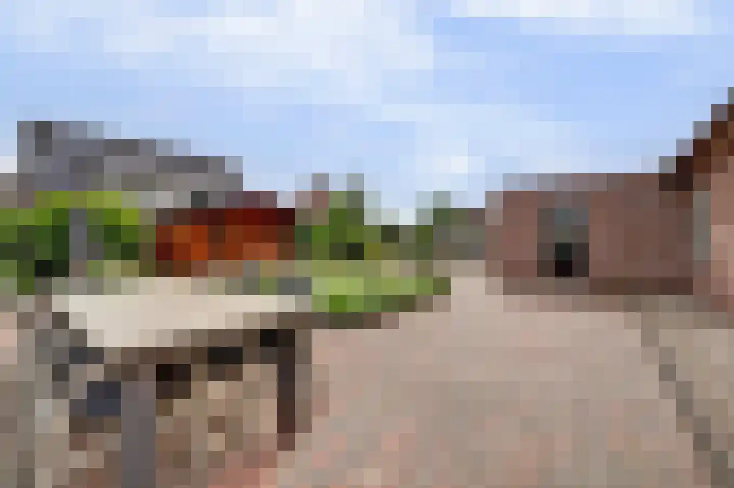 Zwanebloem 62 Swifterbant thumbnail 37