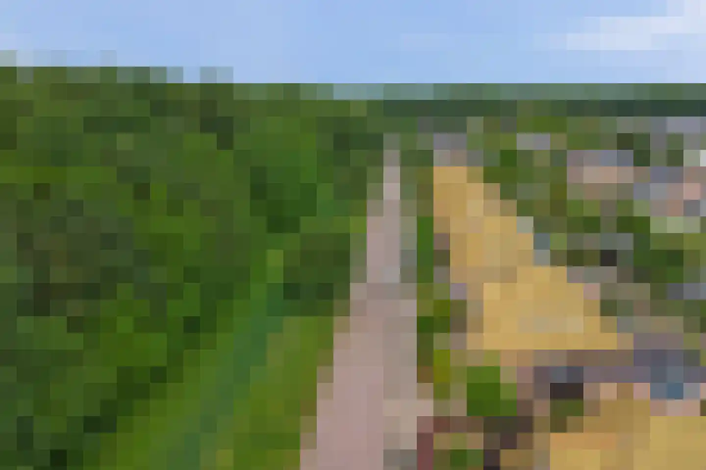 Zwanebloem 62 Swifterbant thumbnail 45