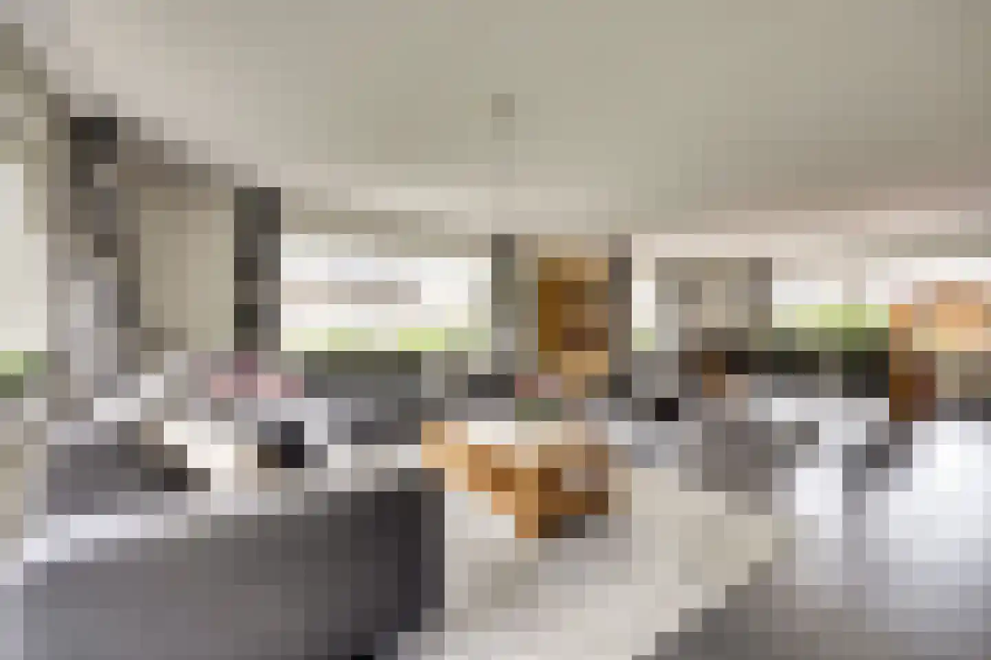 Zwanebloem 62 Swifterbant thumbnail 8