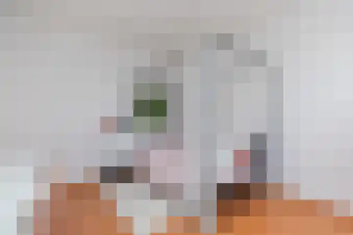 Zwanebloem 7 Alblasserdam thumbnail 24
