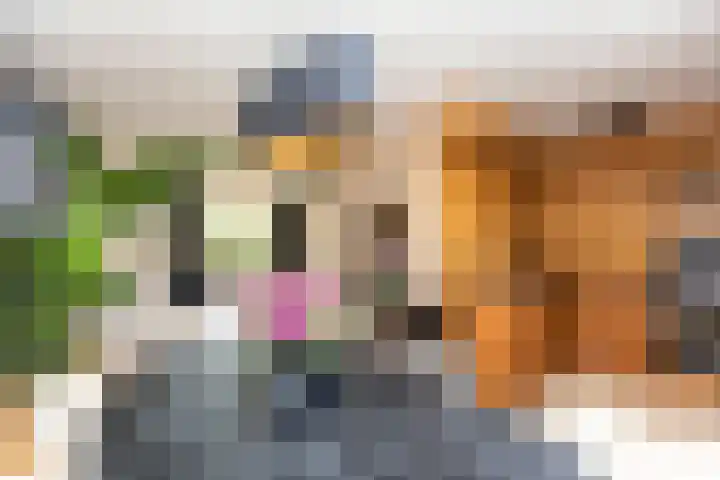Zwanebloem 7 Alblasserdam thumbnail 4