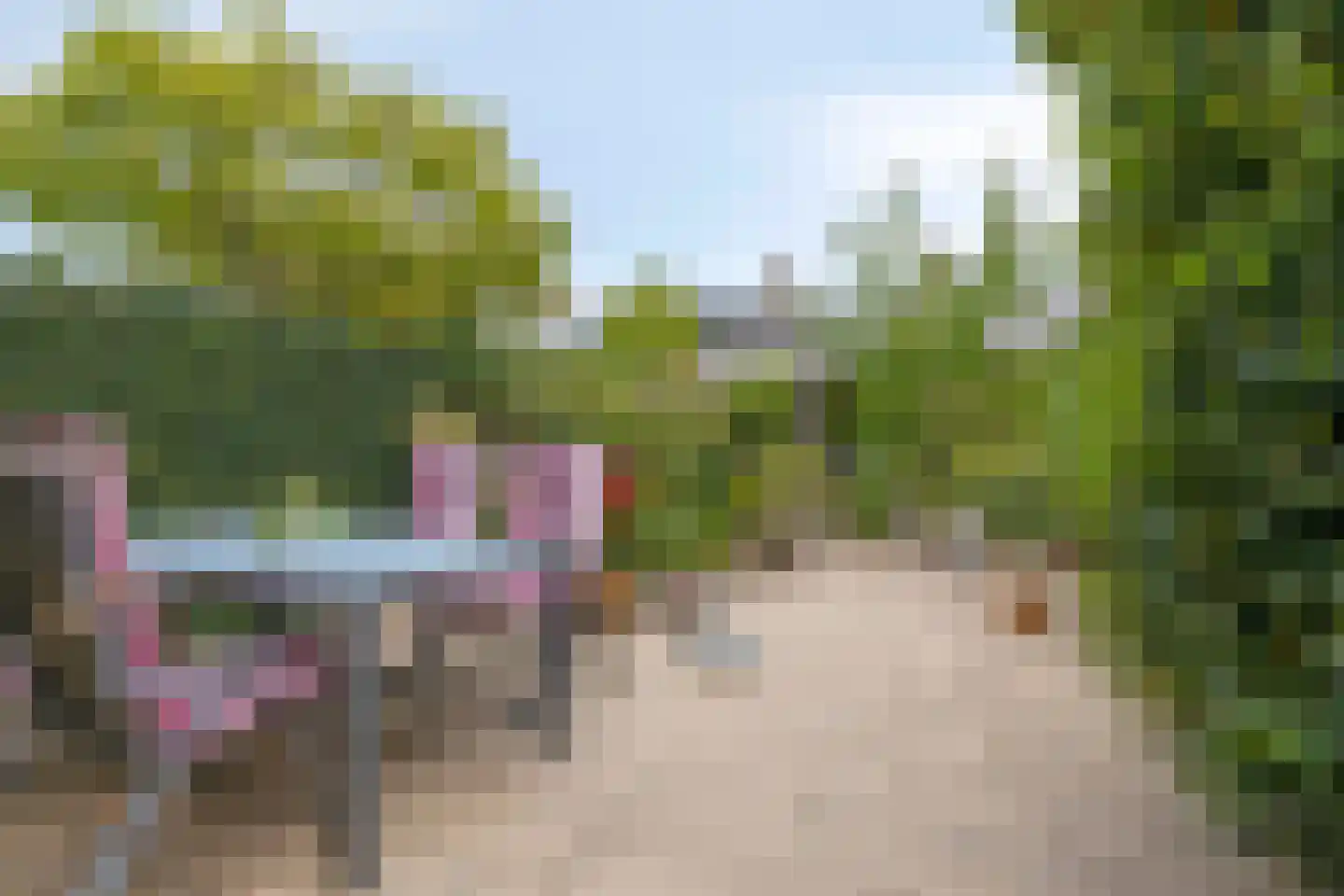 Zwanebloem 7 Castricum thumbnail 13