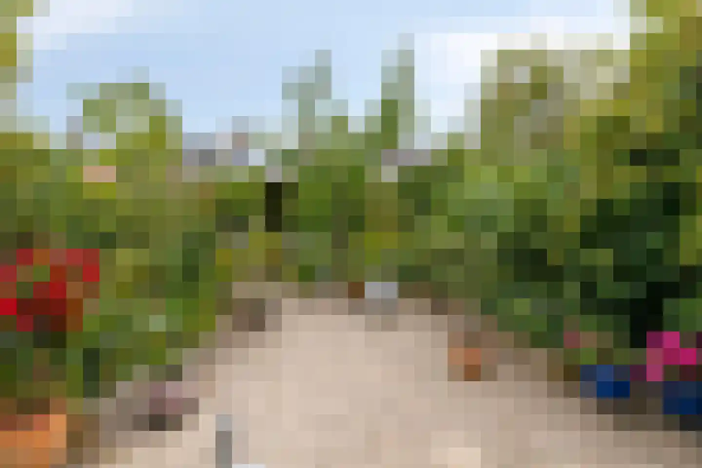 Zwanebloem 7 Castricum thumbnail 14