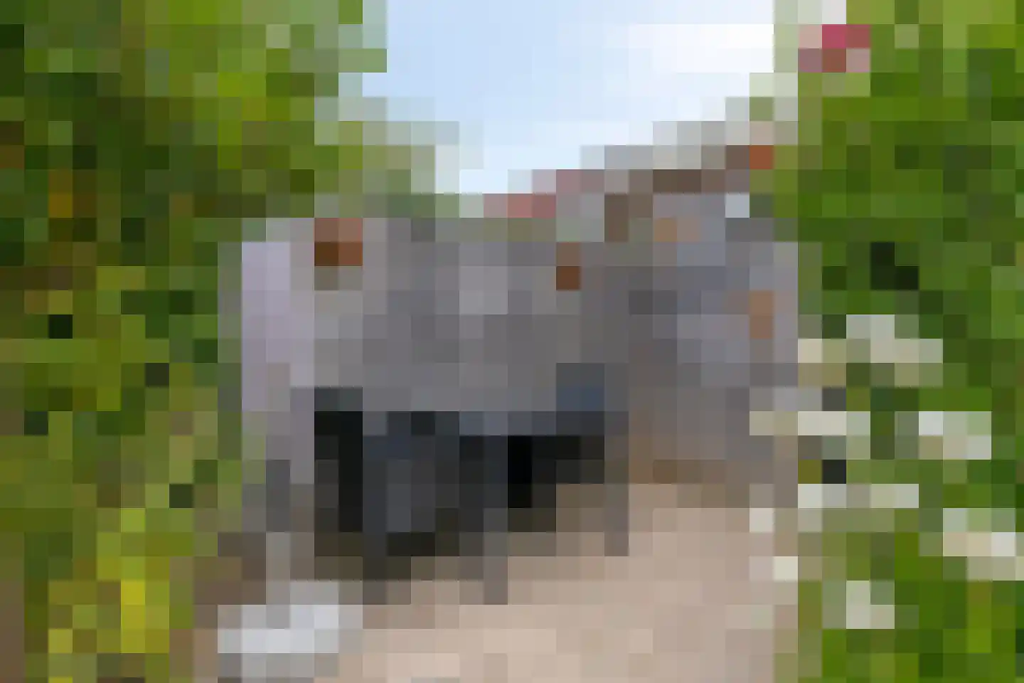 Zwanebloem 7 Castricum thumbnail 15